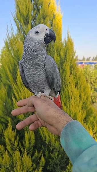 بغبغاء زنجباري